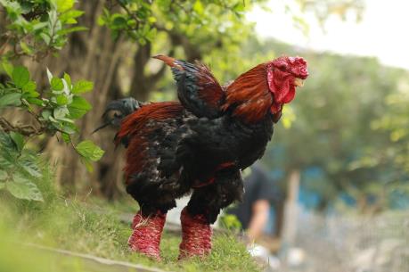 Điểm danh 12 giống gà quý của Việt Nam