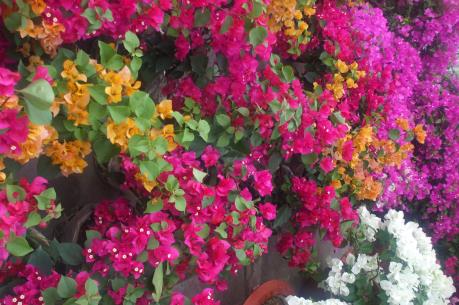 Chợ hoa Xuân miền Tây: Hoa kiểng độc, lạ "soán ngôi" mai