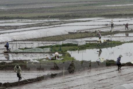 Gần 396.000 ha đã có nước cho vụ Đông Xuân