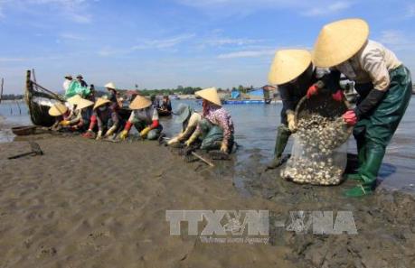 Đã xác định nguyên nhân ngao chết rải rác tại Ninh Bình