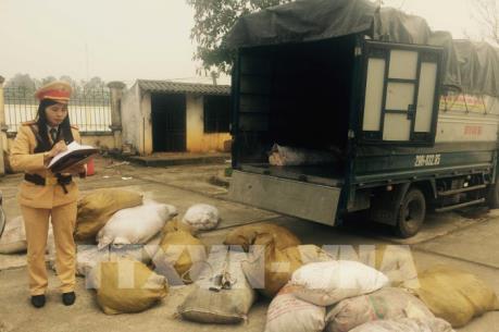 Kịp thời ngăn chặn hơn 2 tấn bì lợn bốc mùi hôi thối vào bàn tiệc Tết