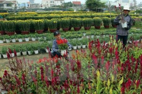Trồng hoa Tết cho hiệu quả kinh tế cao