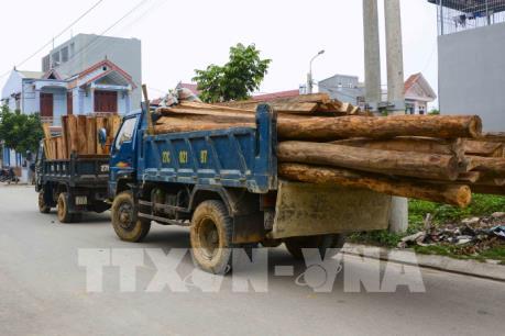 Kiểm điểm trách nhiệm cán bộ kiểm lâm vì không phát hiện gỗ lậu trên địa bàn quản lý