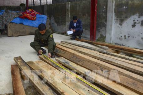 Điện Biên: Bắt giữ 4 xe tải chở gỗ trái phép