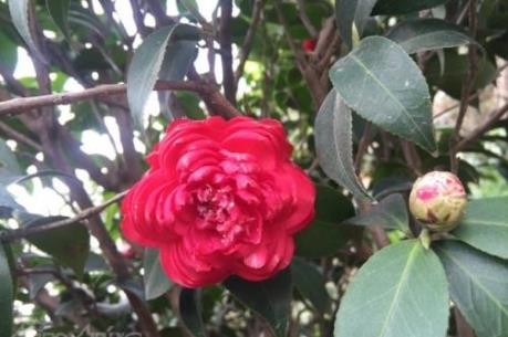 Thú chơi hoa trà cổ mỗi dịp Tết đến