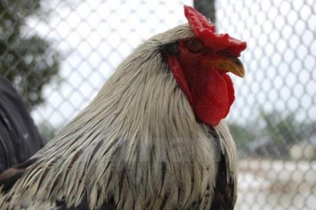 Gặp gỡ người sở hữu đàn gà "khủng" nhất Việt Nam