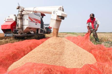 Lào đặt mục tiêu xuất khẩu 400.000 tấn gạo trong năm 2017