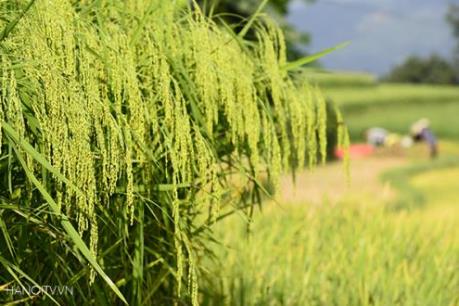 Giá lúa ở Đồng bằng sông Cửu Long tăng
