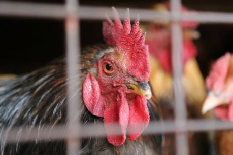 Bỉ phát hiện virus cúm gia cầm H5N8