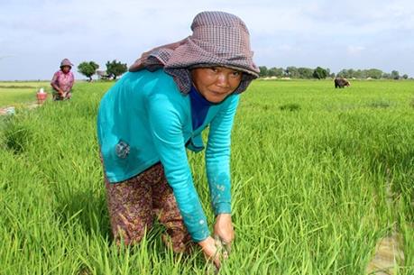 USAID và IFAD "bắt tay" để hỗ trợ Campuchia phát triển nông nghiệp