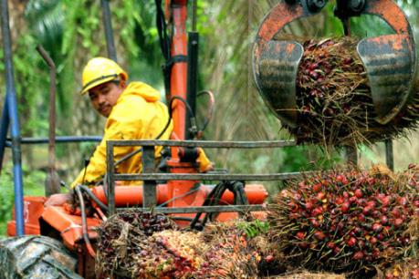 Indonesia dự tính xuất khẩu 27 triệu tấn dầu cọ thô