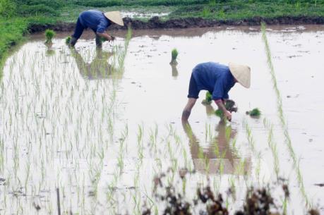 Có 85% diện tích đủ nước gieo cấy vụ Đông Xuân