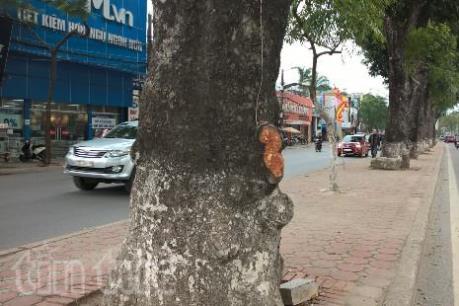 Hà Nội: Hàng chục cây xà cừ trên đường Láng bị đẽo vỏ
