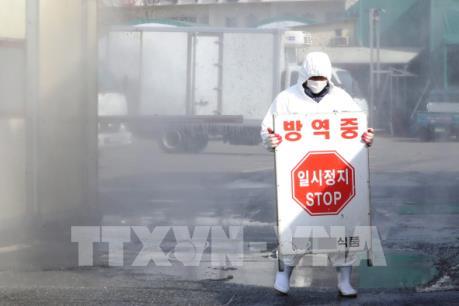 Hàn Quốc nỗ lực dập dịch lở mồm long móng