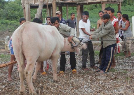 Bỏ nghi lễ treo cổ trâu trong Lễ hội đền Đông Cuông 2017