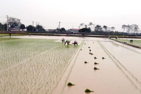 Long An gieo sạ gần 224.000 ha lúa trong vụ Hè Thu 2017