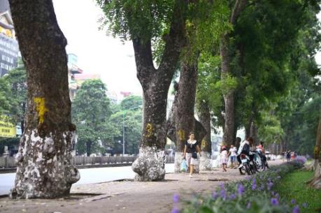 Công an điều tra vụ hàng chục cây xà cừ cổ thụ bị đẽo vỏ