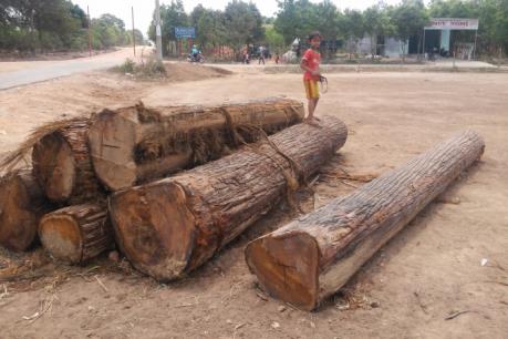 Khởi tố vụ phá rừng, cướp gỗ tại Chư Păh