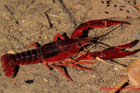 Tôm hùm đỏ không được sản xuất, kinh doanh tại Việt Nam