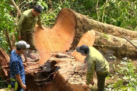 Thực hư chuyện lâm tặc dùng vũ lực để cướp gỗ tại Gia Lai