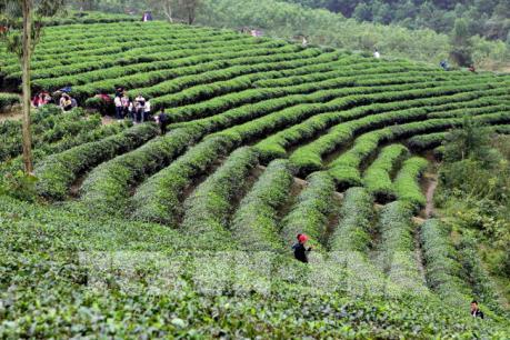 Chủ tịch Hiệp hội Chè Mỹ: Thời cơ đang rất thuận lợi cho chè Việt Nam