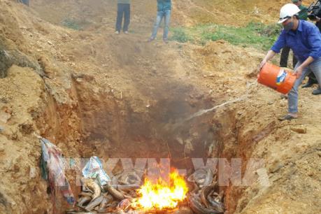 Bắt giữ và tiêu hủy 640 kg cá tầm nhập lậu