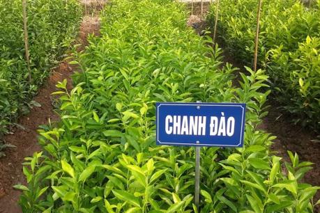 Nghệ An phát triển hiệu quả cây chanh