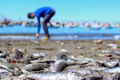 Chile: Cá hồi chết hàng loạt do tảo độc nở hoa
