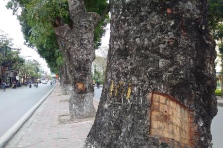 Hà Nội: Làm rõ người đục vỏ hàng cây xà cừ trên đường Láng