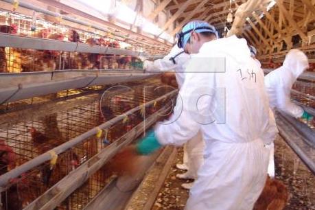 Trung Quốc: Tỉnh Chiết Giang cấm mua bán gia cầm sống vì dịch cúm H7N9