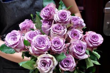 Hoa hồng ngoại "giá khủng" được "săn lùng" dịp Valentine
