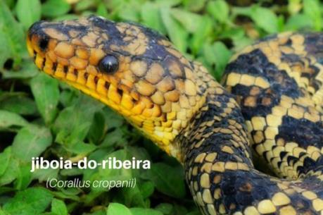 Phát hiện loài rắn Corallus cropanii vô cùng quý hiếm