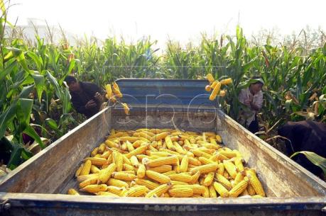 CPI của Trung Quốc ước tăng 2,6% trong tháng 1/2017