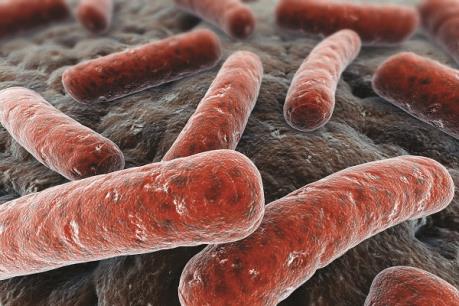 Phát hiện ca lao siêu kháng thuốc đầu tiên ở Đồng Nai