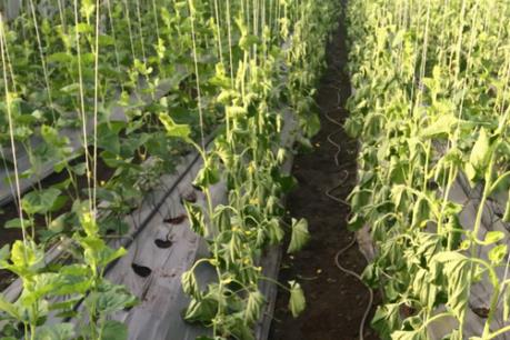 Điều tra vụ hàng ngàn gốc dưa lưới bị kẻ gian phá hoại