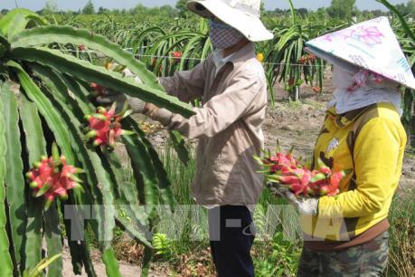 Giá thanh long tăng mạnh