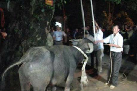 Không cấp phép tổ chức lễ hội truyền thống có mục đích thương mại, trục lợi