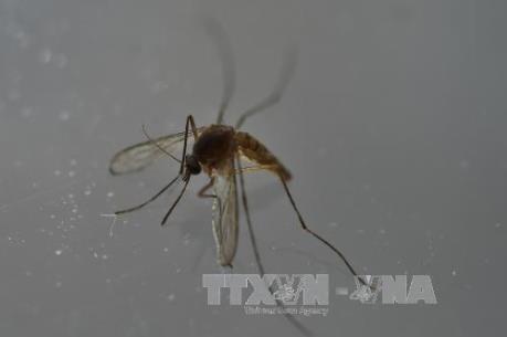 Bệnh do vi rút Zika còn diễn biến phức tạp