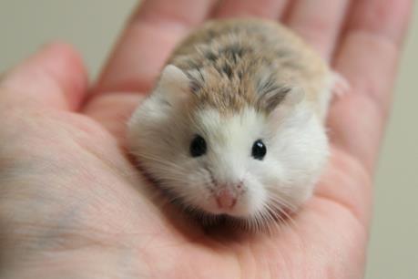 Những sinh vật ngoại lai nguy hiểm cấm nhập khẩu vào Việt Nam (tiếp)