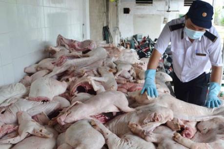 Phát hiện vụ vận chuyển lợn sữa chưa qua kiểm dịch