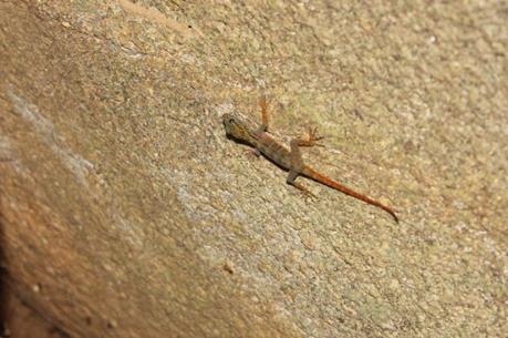 Phát hiện 700 cá thể tắc kè đuôi vàng đặc hữu chỉ có ở Việt Nam