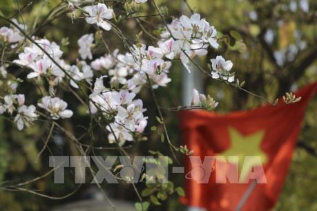 Sắc trắng hoa Ban giữa núi rừng Tây Bắc