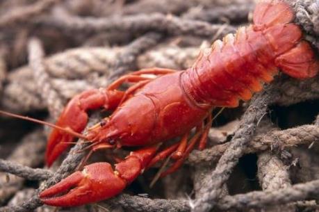 Làm rõ việc nuôi tôm hùm đỏ tại Đồng Tháp