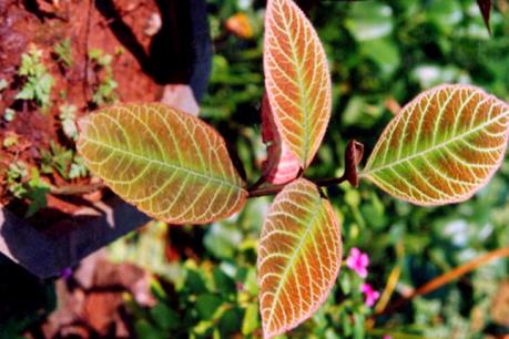 Phát triển nguồn gen quý hiếm khôi tía làm nguyên liệu sản xuất thuốc