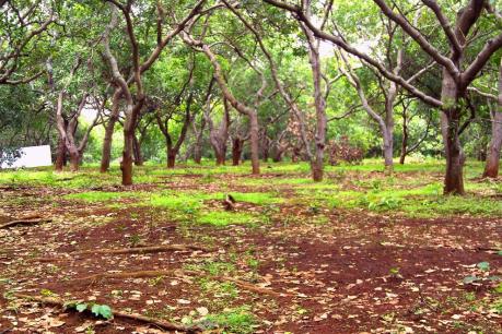 Nguy cơ mất trắng mùa điều