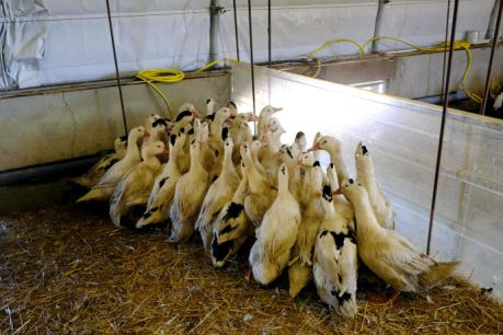 Pháp tiếp tục tiêu hủy 600.000 gia cầm phòng dịch cúm lây lan