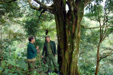 Kỳ bí rừng quế cổ thụ trên đỉnh Ngọc Linh