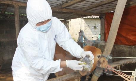 Sắp có vaccine lở mồm long móng "made in Việt Nam"