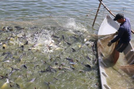 Giá cá tra tăng, nông dân vẫn ngại thả nuôi