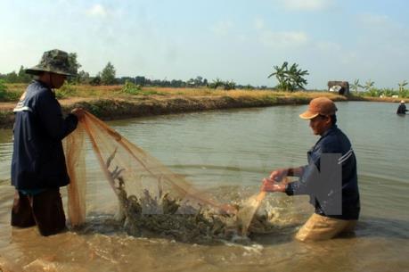 Thanh tra 10 cơ sở thủy sản tại thị trấn Sông Đốc - Cà Mau